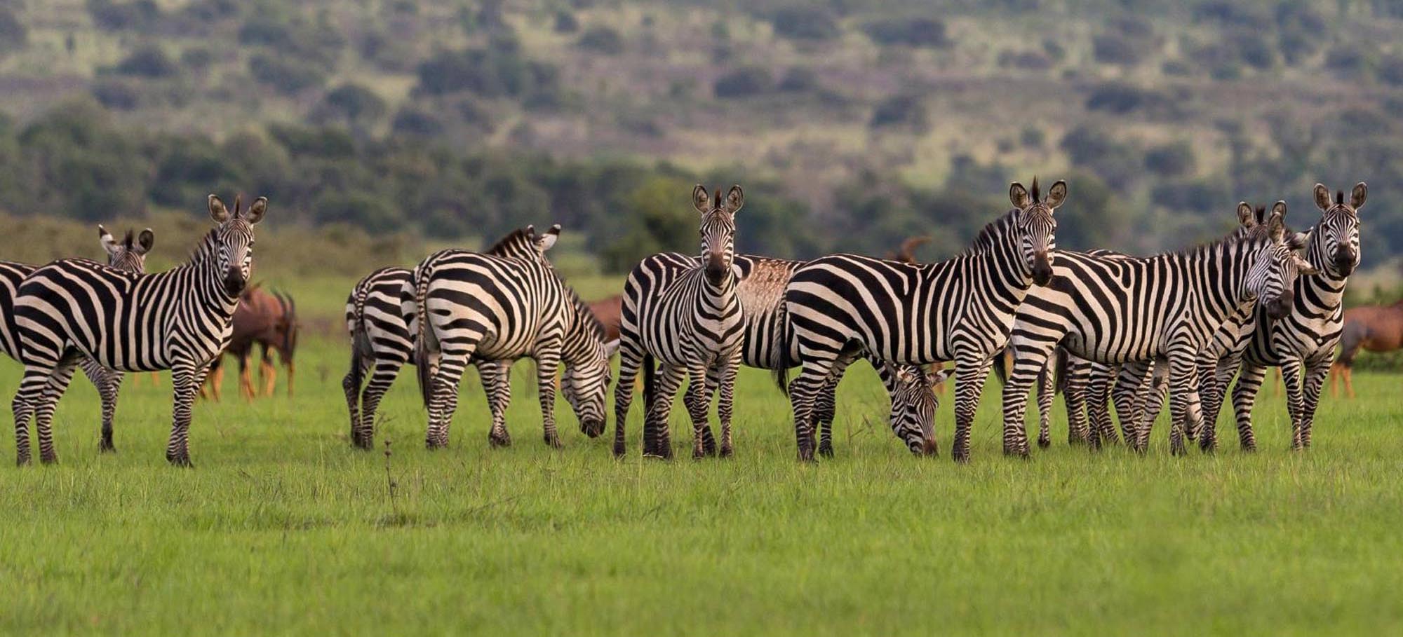 Akagera National Park