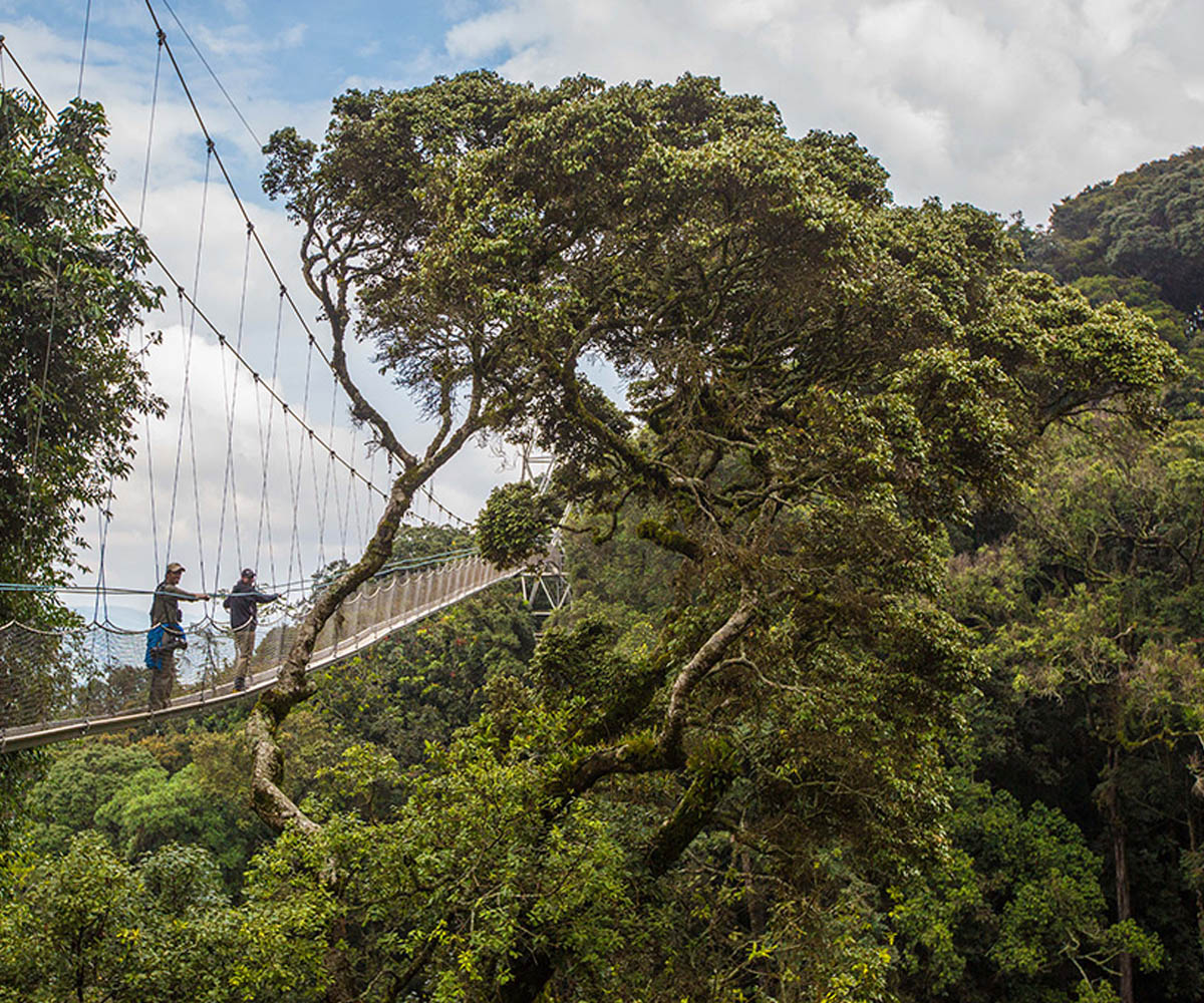 Chimpanzee Trekking and Canopy Walks in Rwanda