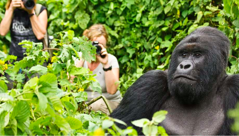 public/img/posts/images/gorilla-adventure-in-rwanda-68f125d729a8d-post.png